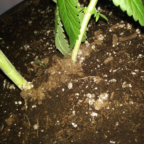 Génétique inconnue growlog timeline photo