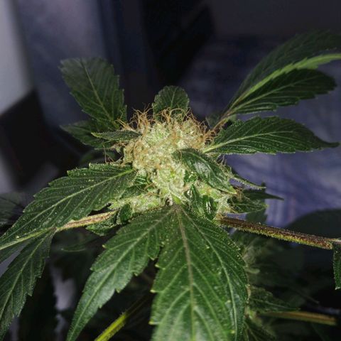Regular seed (no name) growlog timeline photo
