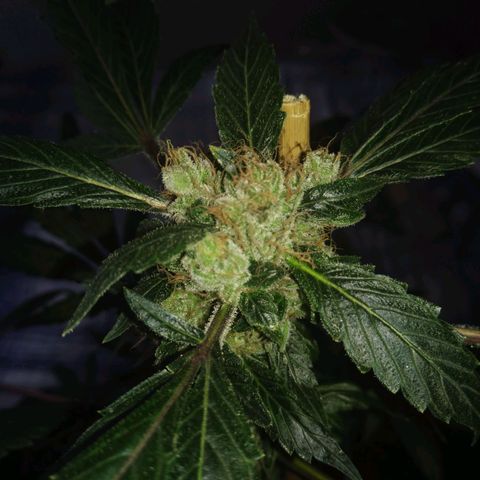 Regular seed (no name) growlog timeline photo