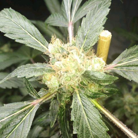 Regular seed (no name) growlog timeline photo