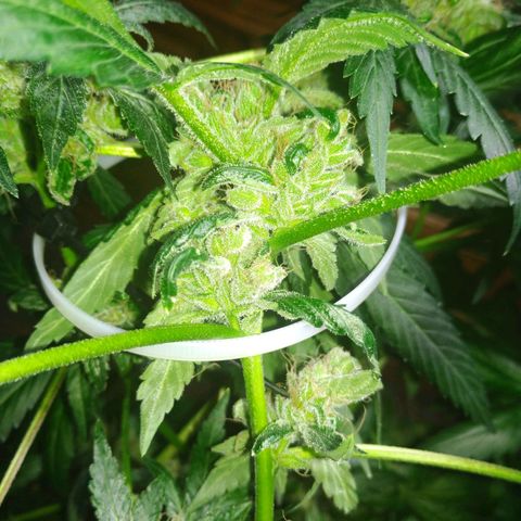 Regular seed (no name) growlog timeline photo