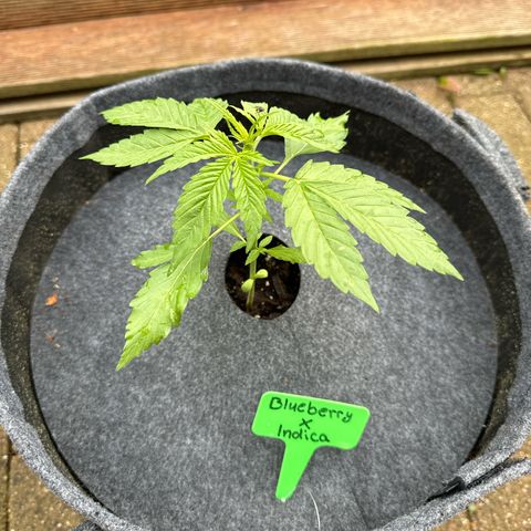 AutoBlueberry growlog timeline photo