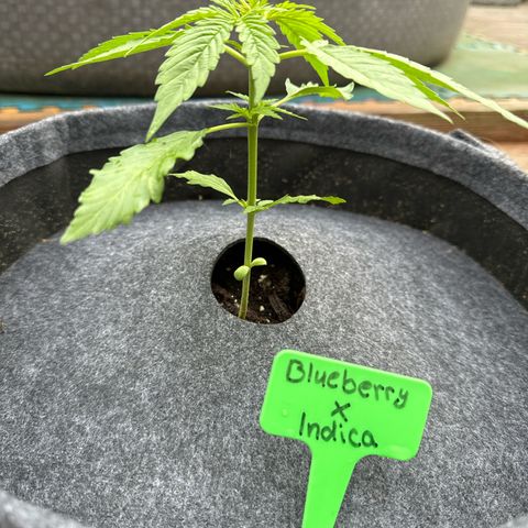 AutoBlueberry growlog timeline photo