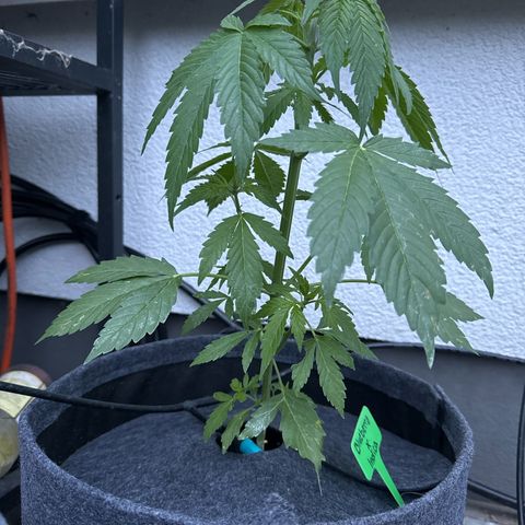 AutoBlueberry growlog timeline photo