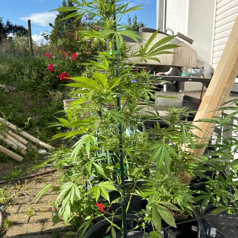 AutoBlueberry growlog timeline photo