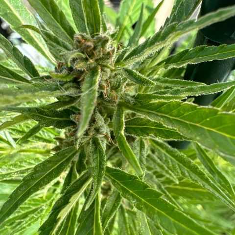 AutoBlueberry growlog timeline photo