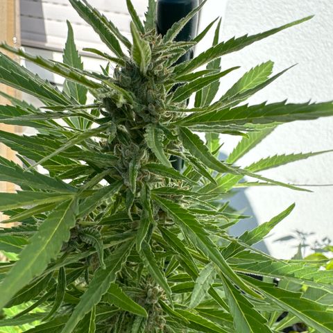 AutoBlueberry growlog timeline photo