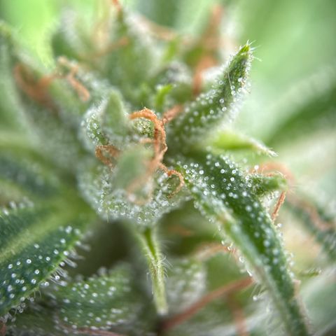 AutoBlueberry growlog timeline photo