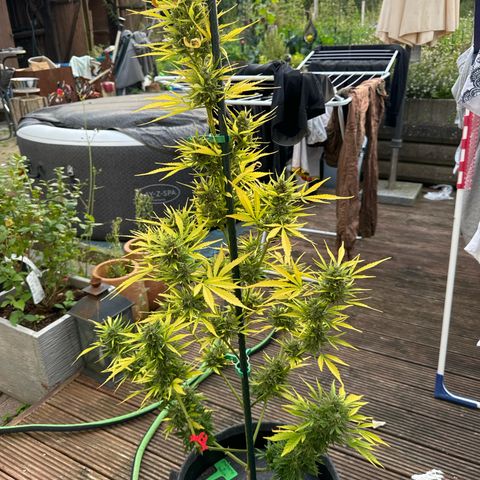 AutoBlueberry growlog timeline photo