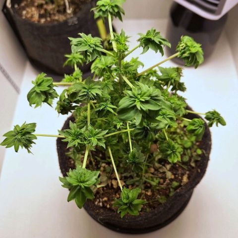 ABC #1 growlog photo: Australian Bastard Cannabis!