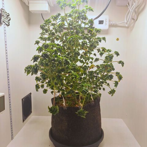 ABC #1 growlog timeline photo