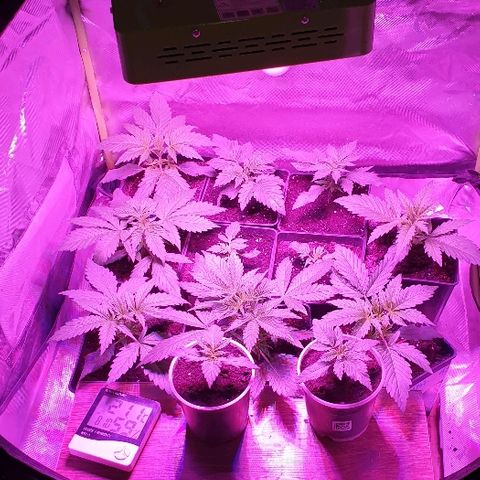 60 Day Grapefruit  growlog timeline photo