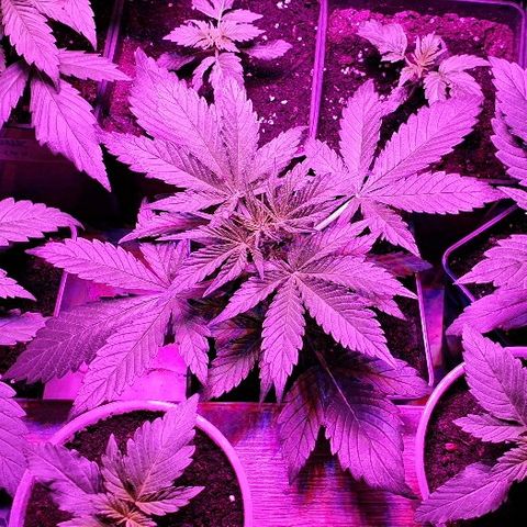 60 Day Grapefruit  growlog timeline photo