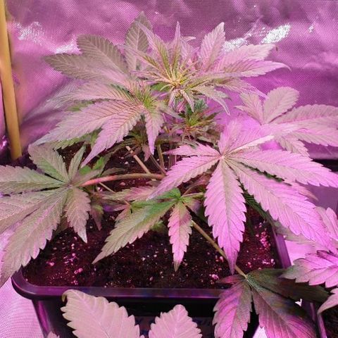 60 Day Grapefruit  growlog timeline photo