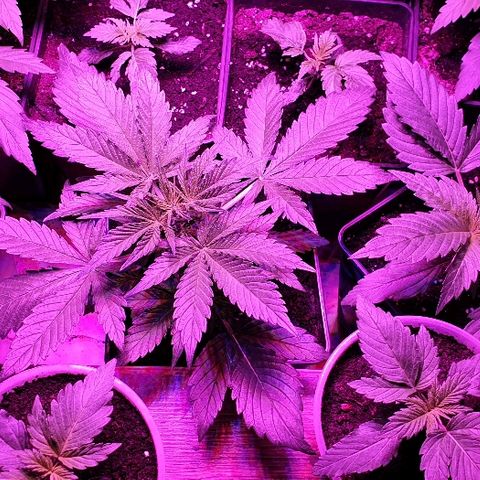 60 Day Grapefruit  growlog timeline photo