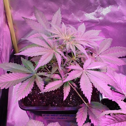 60 Day Grapefruit  growlog photo: H2o + vit 
Ph - 6,17
