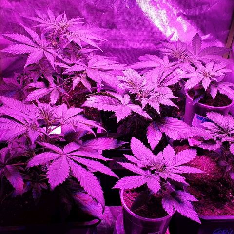 60 Day Grapefruit  growlog timeline photo
