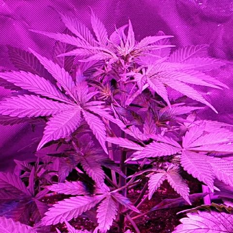 60 Day Grapefruit  growlog timeline photo