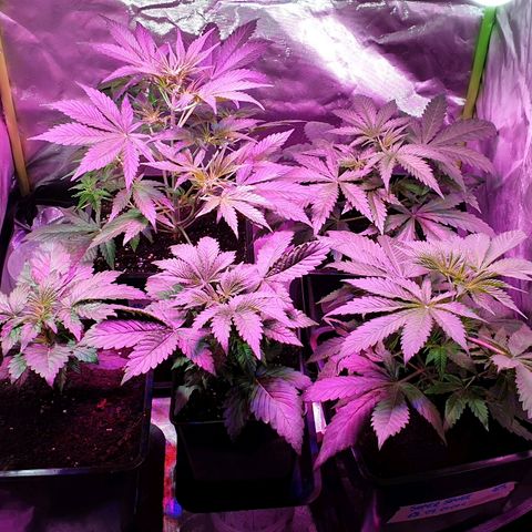 60 Day Grapefruit  growlog timeline photo