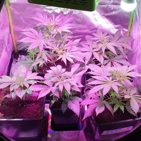 60 Day Grapefruit  growlog timeline photo
