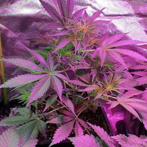60 Day Grapefruit  growlog timeline photo