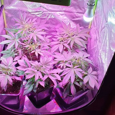 60 Day Grapefruit  growlog timeline photo