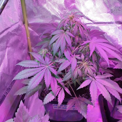 60 Day Grapefruit  growlog timeline photo