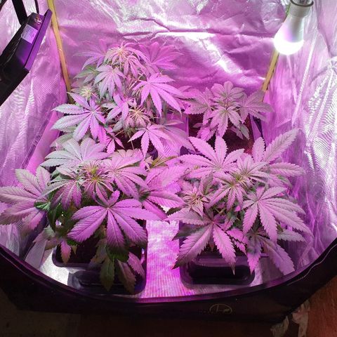 60 Day Grapefruit  growlog timeline photo