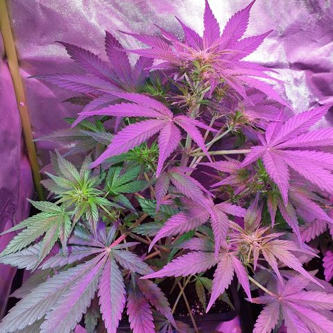 60 Day Grapefruit  growlog photo: BLOOM ;-D