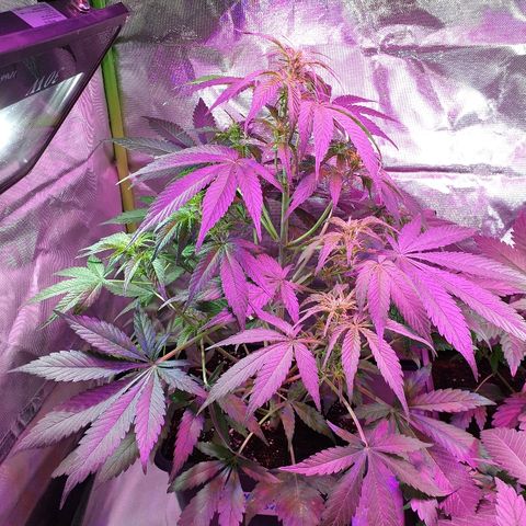60 Day Grapefruit  growlog timeline photo