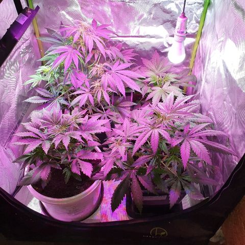 60 Day Grapefruit  growlog timeline photo