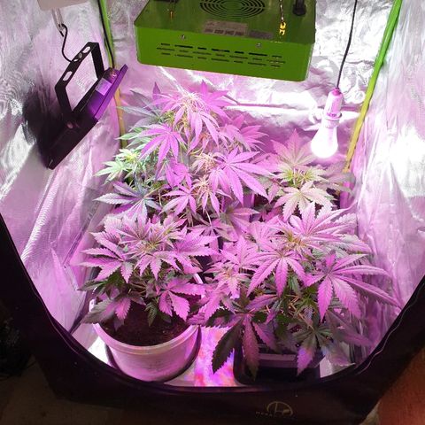 60 Day Grapefruit  growlog timeline photo