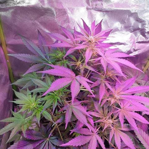60 Day Grapefruit  growlog timeline photo