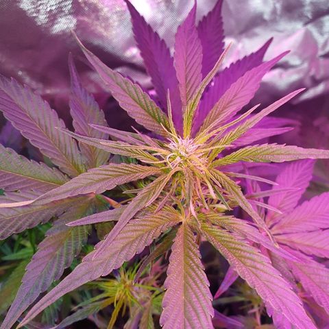 60 Day Grapefruit  growlog timeline photo