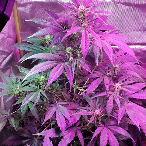 60 Day Grapefruit  growlog timeline photo