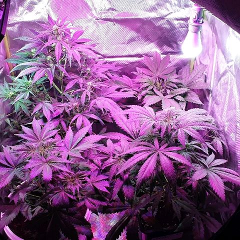 60 Day Grapefruit  growlog timeline photo