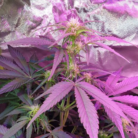 60 Day Grapefruit  growlog timeline photo
