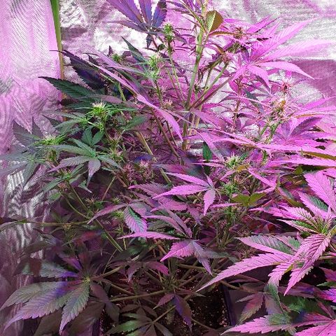 60 Day Grapefruit  growlog timeline photo