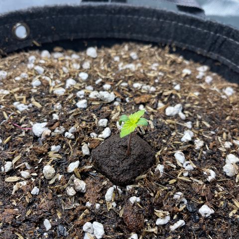 Samantha Davis Jr. growlog timeline photo
