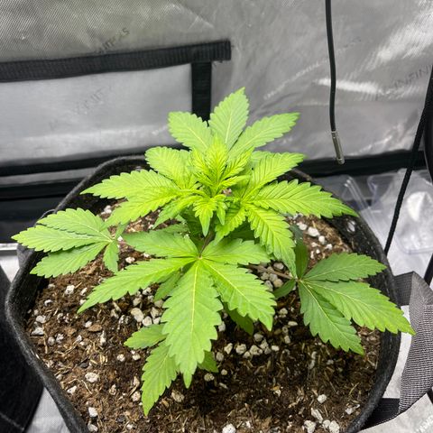 Samantha Davis Jr. growlog timeline photo