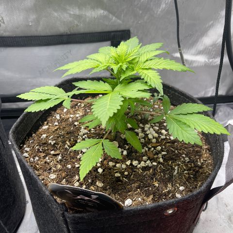 Samantha Davis Jr. growlog timeline photo