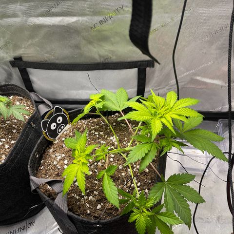 Samantha Davis Jr. growlog timeline photo