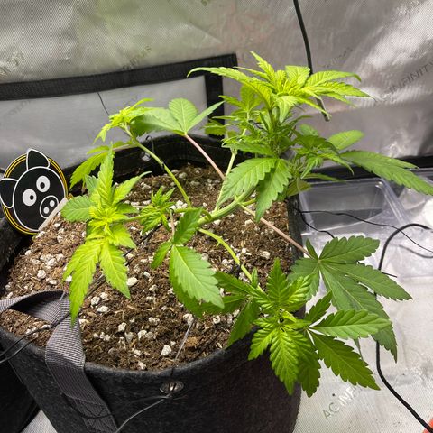 Samantha Davis Jr. growlog timeline photo
