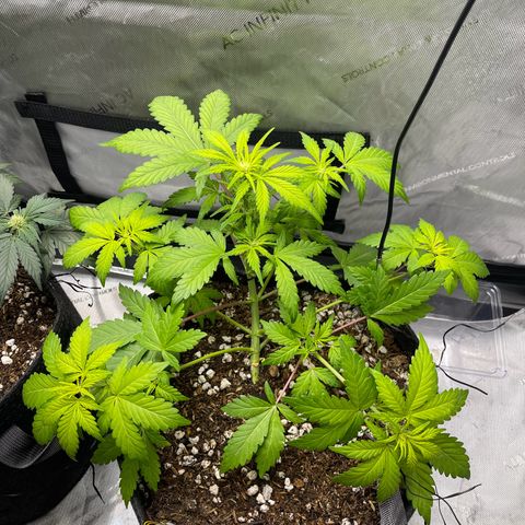 Samantha Davis Jr. growlog timeline photo