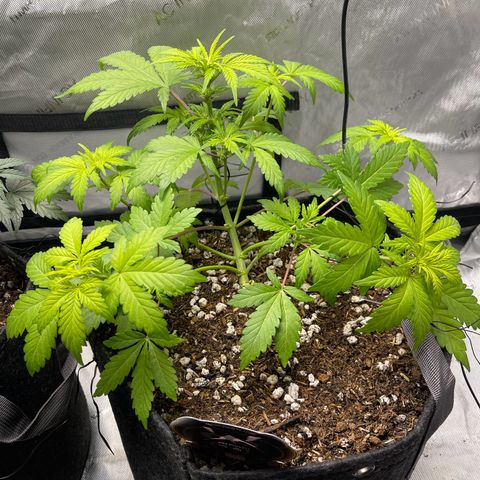 Samantha Davis Jr. growlog timeline photo