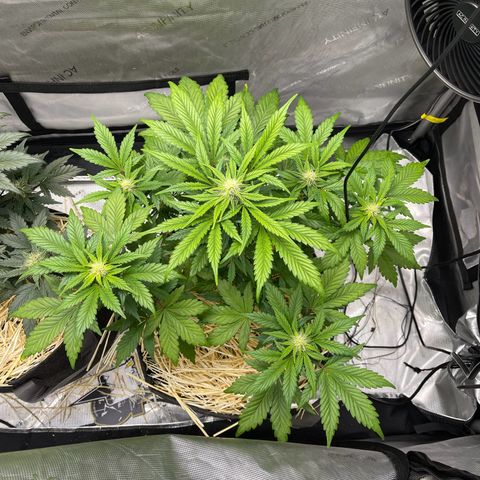 Samantha Davis Jr. growlog timeline photo