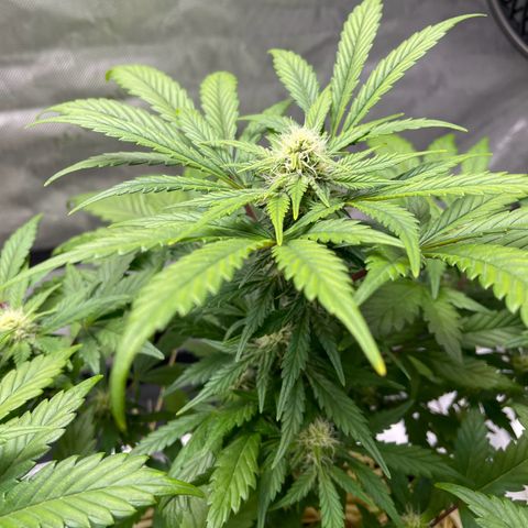 Samantha Davis Jr. growlog timeline photo
