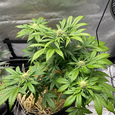 Samantha Davis Jr. growlog timeline photo
