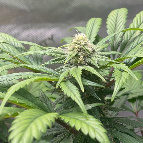 Samantha Davis Jr. growlog timeline photo