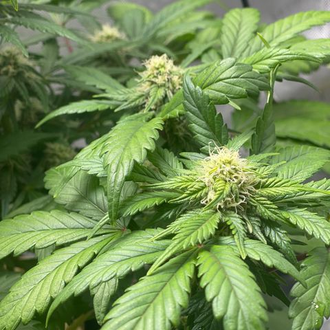 Samantha Davis Jr. growlog timeline photo